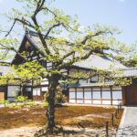 tout-sur-arbres-folklore-japonais